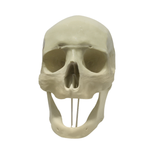 CRÂNIO EDÊNTULO COM BLOCO - cód. 9007