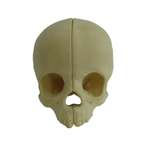 CRÂNIO INFANTIL - cód. 9015-1