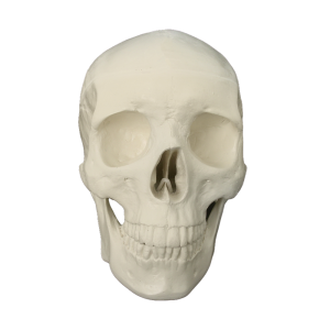 CRÂNIO COM TODOS OS DENTES E BLOCO DE APOIO - cód. 9006