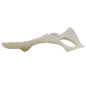 PÉLVIS ESQUERDA - GATO - cód. AV161 E