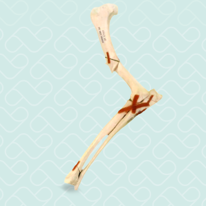 COTOVELO DIREITO COM FRATURA DISTAL - CÃO GRANDE PORTE - cód. 10514