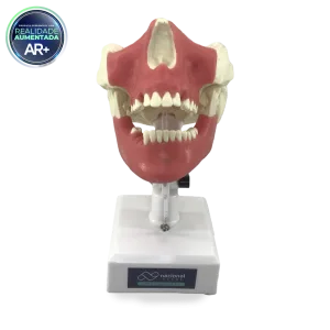 MANEQUIM ORAL MENOR - cód. 11588