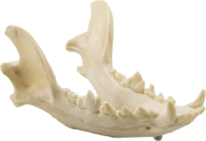 MANDÍBULA - CÃO MÉDIO PORTE - cód. 11865