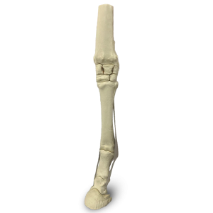 MEMBRO ANTERIOR ESQUERDO - EQUINO - cód. 15754