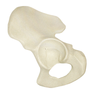 PÉLVIS - ESQUERDA - cód. 2027