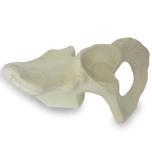 PÉLVIS - ESQUERDA - COM BLOCO DE APOIO - cód. 2024