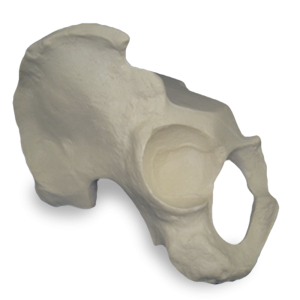 PÉLVIS - DIREITA - COM BLOCO DE APOIO - cód. 2029