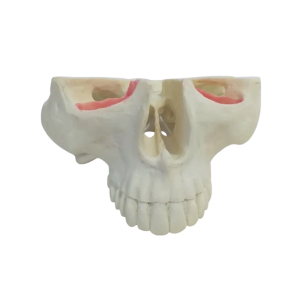 MAXILA COM TODOS OS DENTES - cód. 4016 T