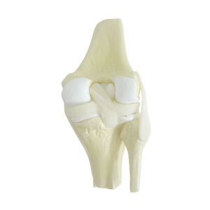 JOELHO SAUDÁVEL - cód. 9597-1