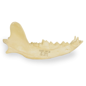 MANDÍBULA - CÃO GRANDE PORTE - cód. AV110