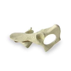 HEMI PÉLVIS ESQUERDA - GATO - cód. AV162 E