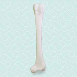 FÊMUR DIREITO - CÃO MÉDIO PORTE - cód. AV206 D