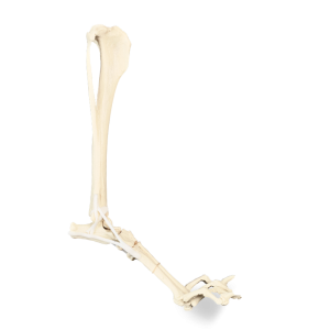 TORNOZELO DIREITO - CÃO GRANDE PORTE - cód. AV215