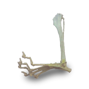 TORNOZELO ESQUERDO COM CANAL MEDULAR E ESPONJOSO - CÃO GRANDE PORTE - cód. AV265ESP