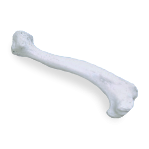 ÚMERO DIREITO - CÃO PEQUENO PORTE - cód. AV300 P 