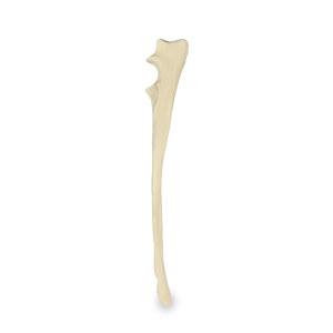 ULNA ESQUERDA - CÃO GRANDE PORTE - cód. AV370 