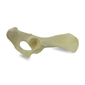 PÉLVIS DIREITO - CÃO GRANDE PORTE - cód. AV404 D