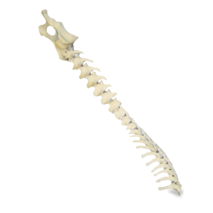 COLUNA TORÁCICA + COLUNA LOMBAR + BACIA FIXA - CÃO GRANDE PORTE - cód. AV421