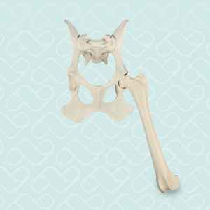 BACIA FIXA + FÊMUR ESQUERDO  ESPONJOSO - CÃO GRANDE PORTE - cód. AV670ESP