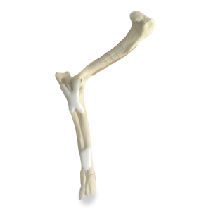 COTOVELO DIREITO COM FRATURAS - CÃO GRANDE PORTE - cód. AV701 D