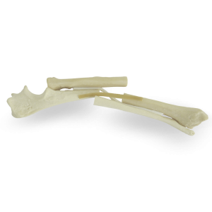 ANTEBRAÇO ESQUERDO COM CANAL MEDULAR E FRATURA - CÃO GRANDE PORTE - cód. AV740BF1