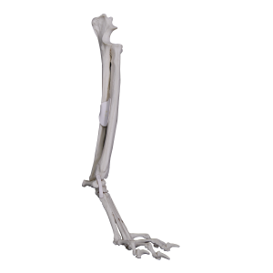 PUNHO ESQUERDO COM CANAL MEDULAR - CÃO GRANDE PORTE - cód. AV745B