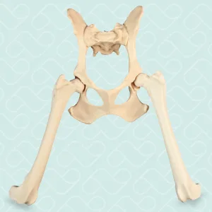 BACIA FIXA + FÊMUR DIREITO E ESQUERDO - CÃO GRANDE PORTE - cód. AV800